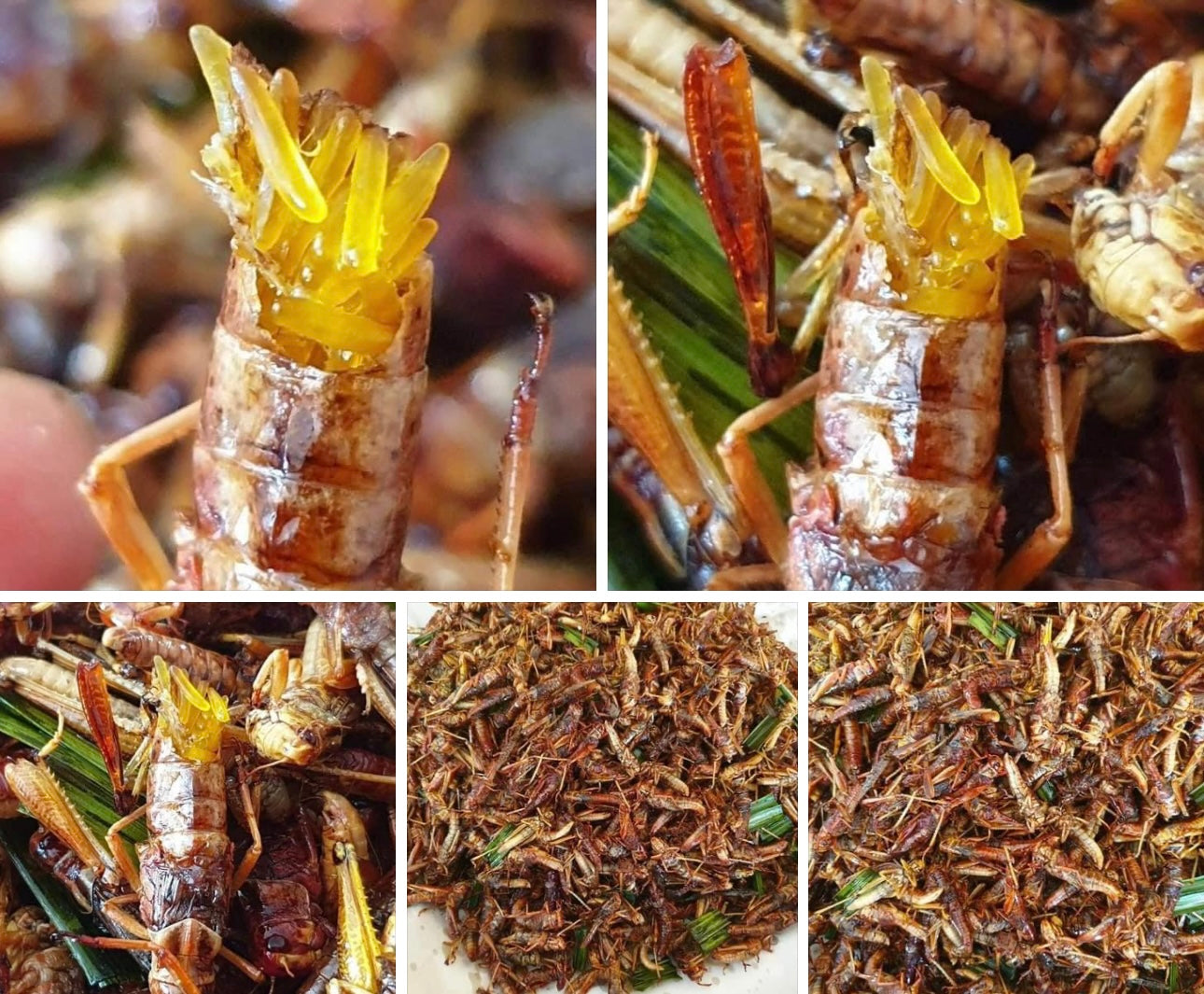 ตั๊กแตนไข่ 500 g. image 0