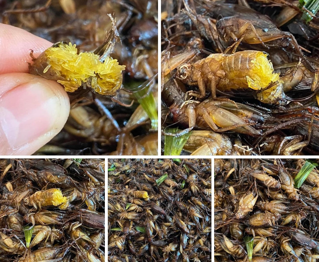 จิ้งโกร่งไข่ 500 g. image 0