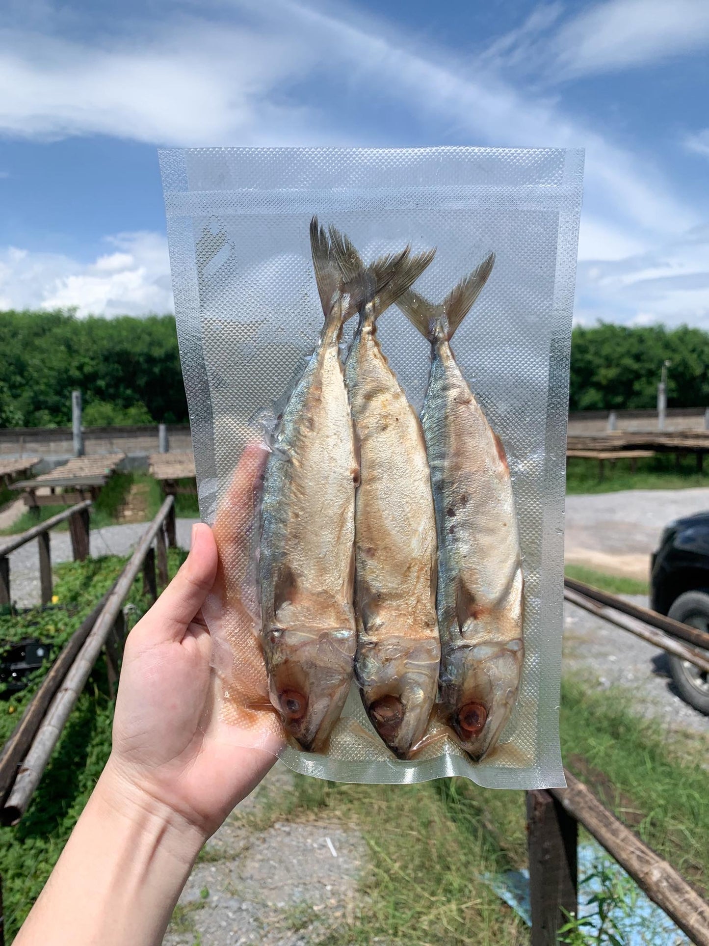 Mackerel ปลาทูหอม image 0