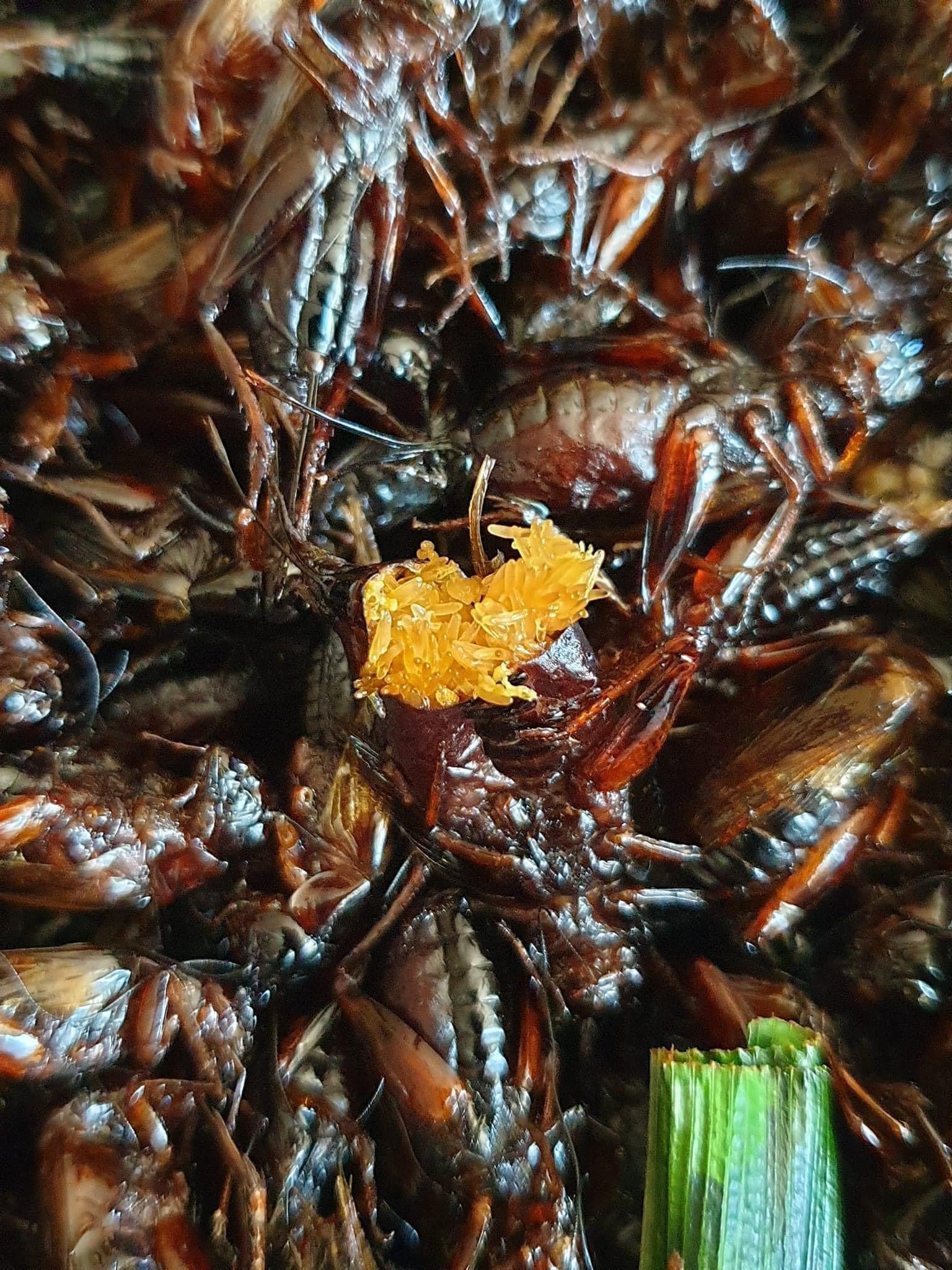 Fried crickets จิ้งหรีดทอด image 0