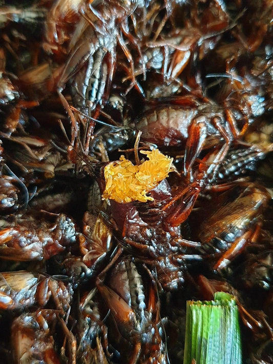 Fried crickets จิ้งหรีดทอด image 0