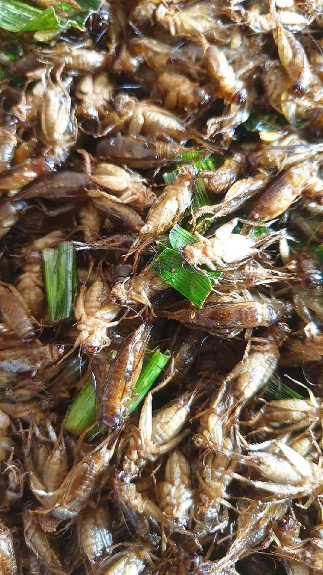 Fried bugs สะดิ้งไข่ทอด image 2