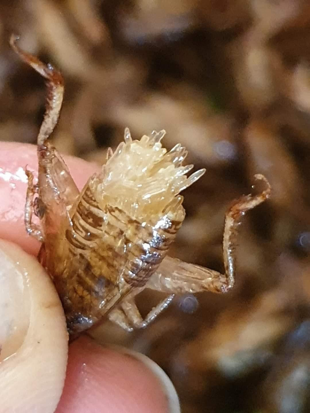 Fried bugs สะดิ้งไข่ทอด image 1