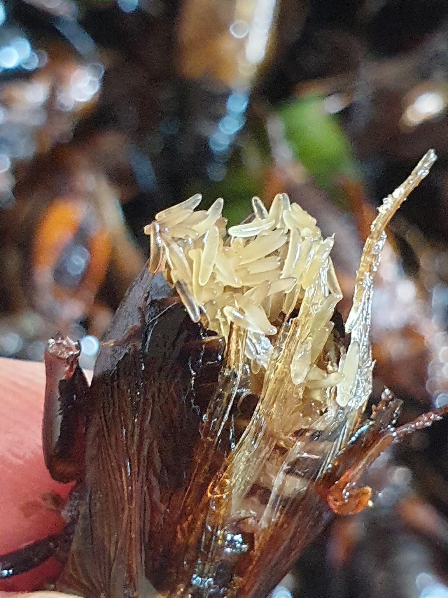 Fried bugs สะดิ้งไข่ทอด image 3