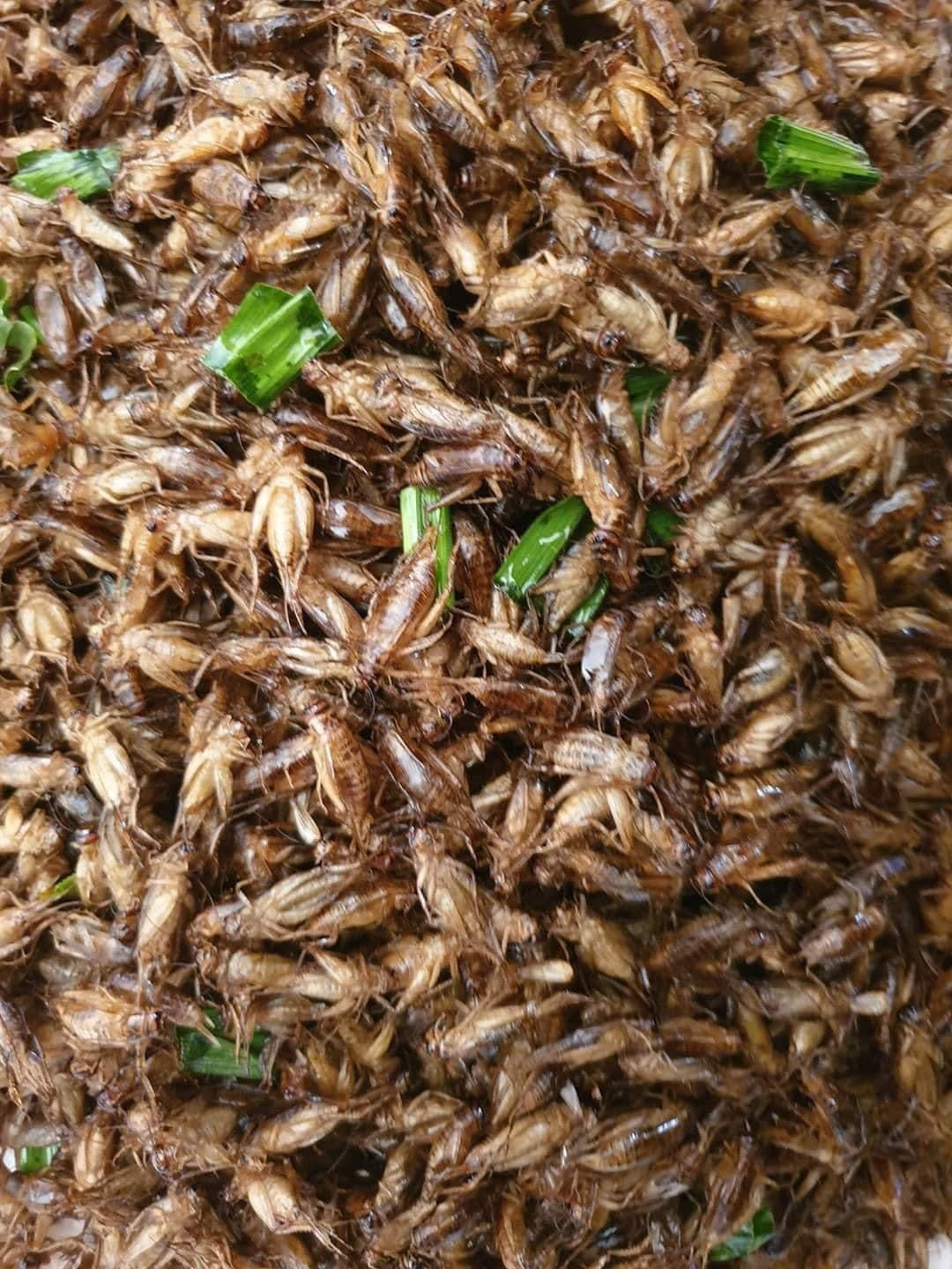 Fried bugs สะดิ้งไข่ทอด image 0