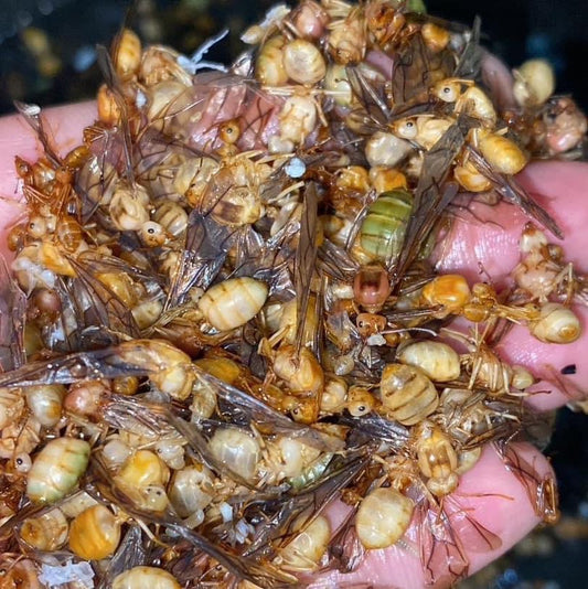 Fried insects แม่แป้ง image 0