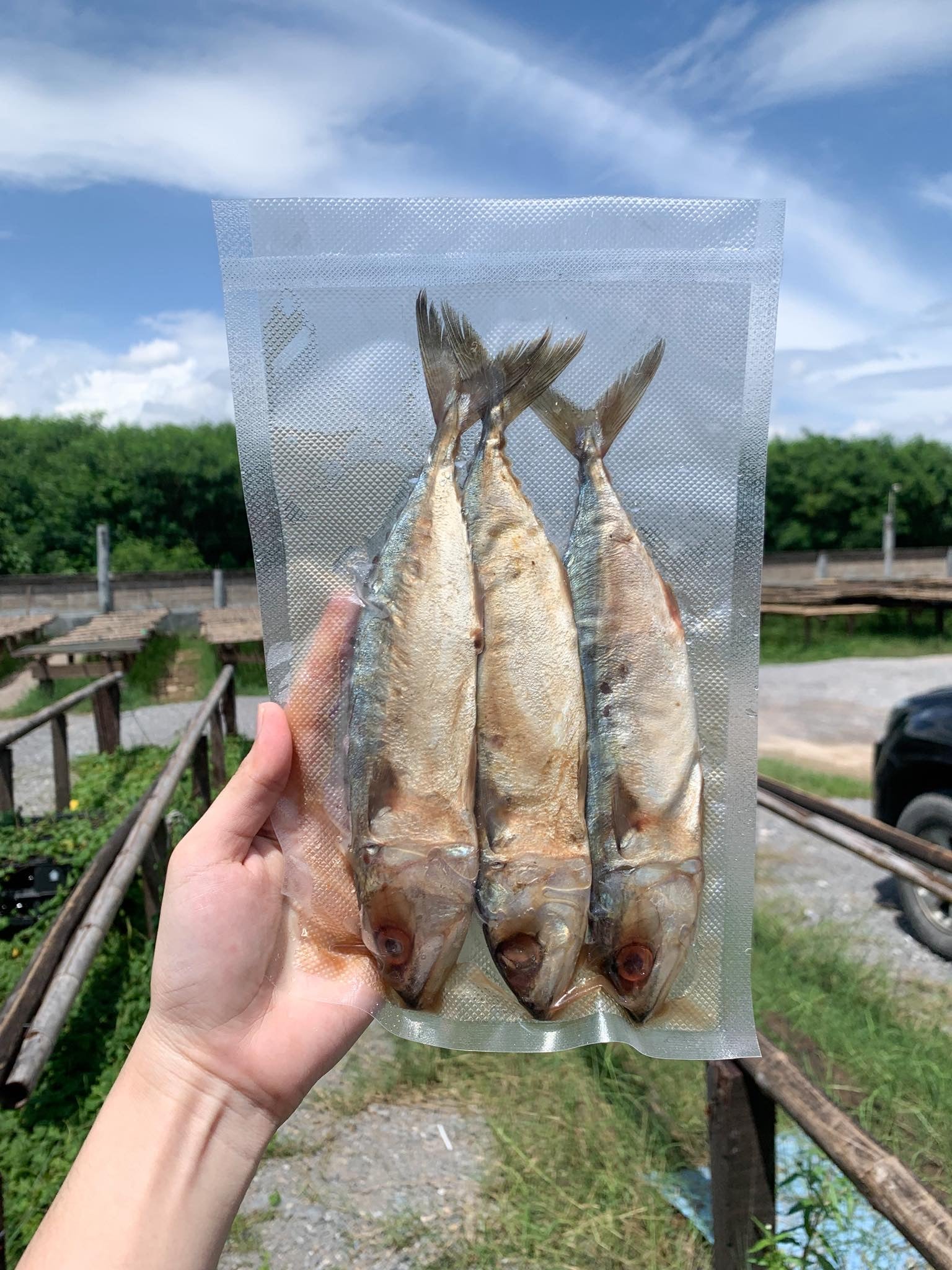 Mackerel ปลาทูหอม image 0